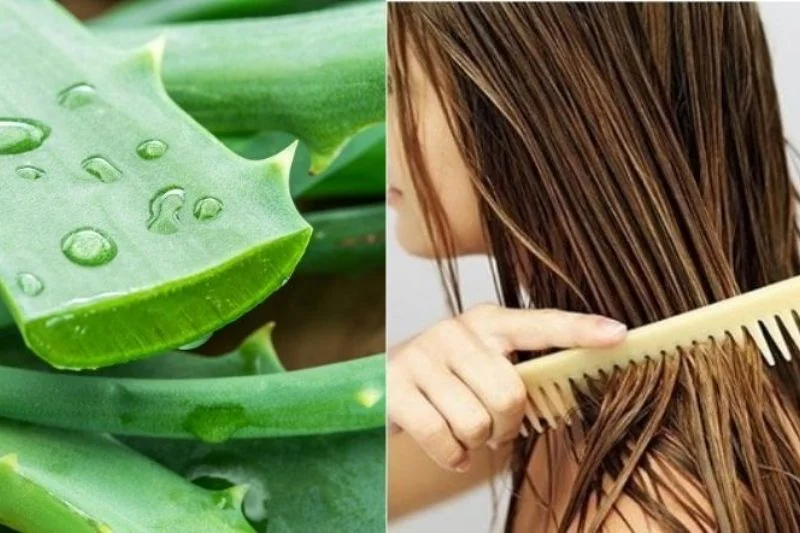 Nha đam có tác dụng giúp kích thích mọc tóc nhờ cung cấp đầy đủ các vitamin E, C, A