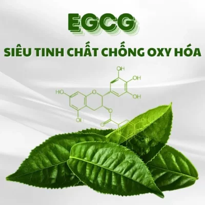 EGCG giảm tình trạng viêm da đầu và kích thích mạch máu phát triển quanh nang tóc