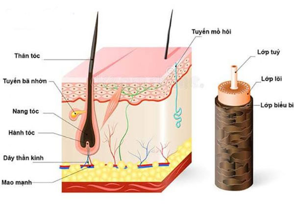 Nang tóc chính là phần gốc sâu dưới da đầu, đảm nhận vai trò quan trọng trong sự phát triển và sức sống của mỗi sợi tóc