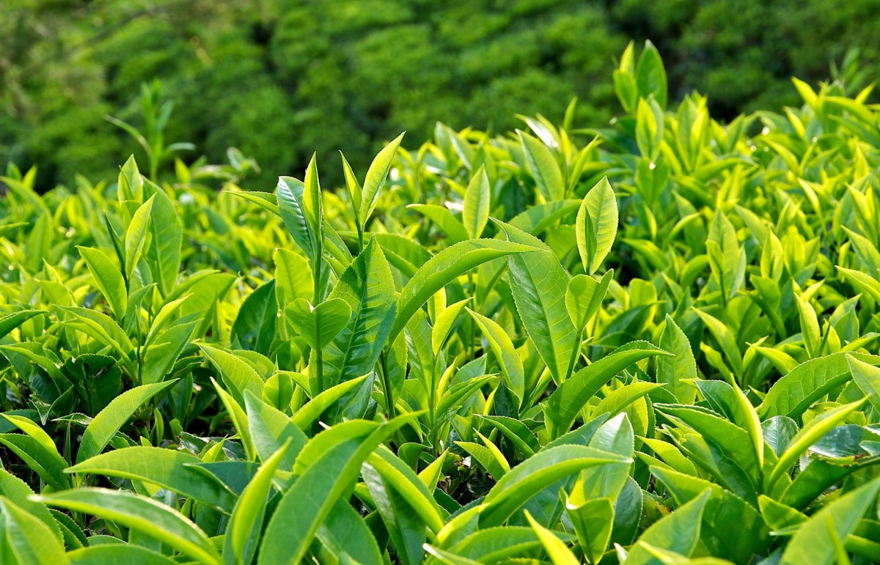 Egcg-tra-xanh
